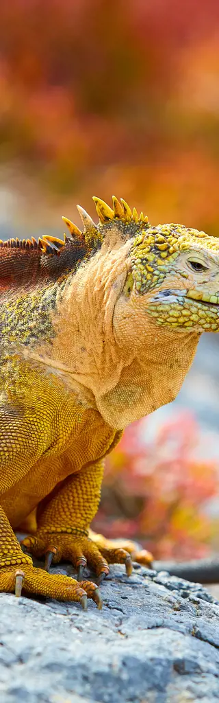 Erlebnisreisen Galapagos